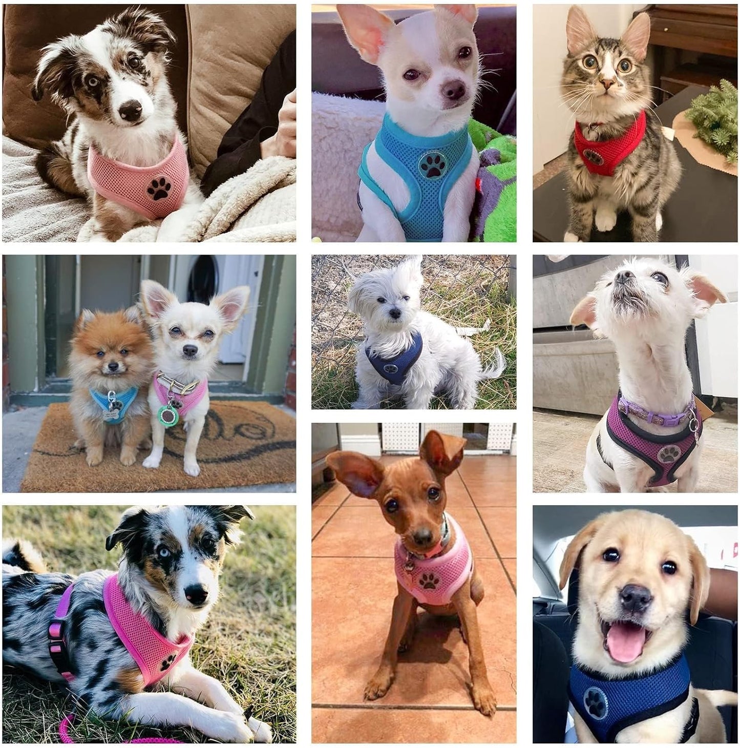 Small Dog Harness - Breathable Mesh Puppy Cat Harnesses - No Pull Adjustable Dog Harness Dog Vest Harness for Small and Medium Dogs